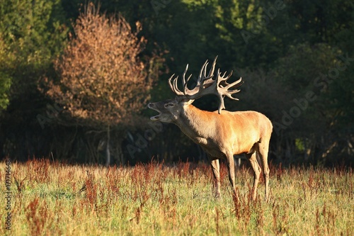 Red deer male blows deep during the deer rut in the nature habitat of Czech Republic  european wildlife  wild europa  deer rut  Cervus elaphus.