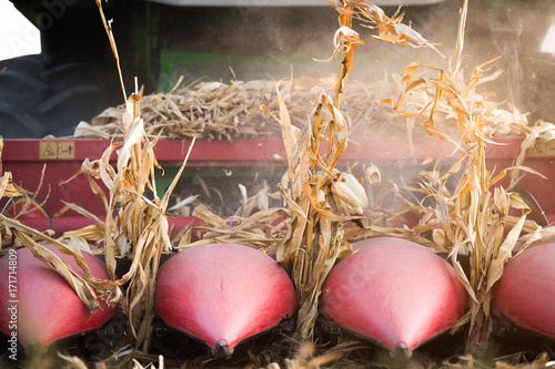 Harvesting of corn field with combine photo