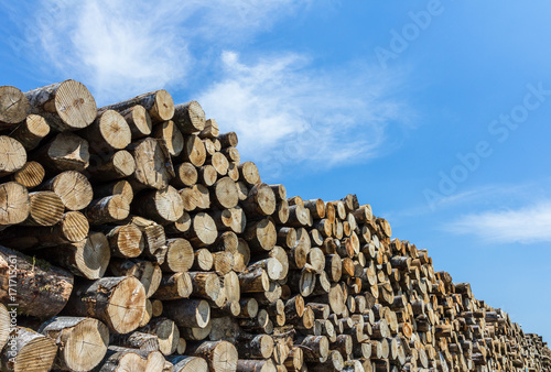 Stack of cut timber