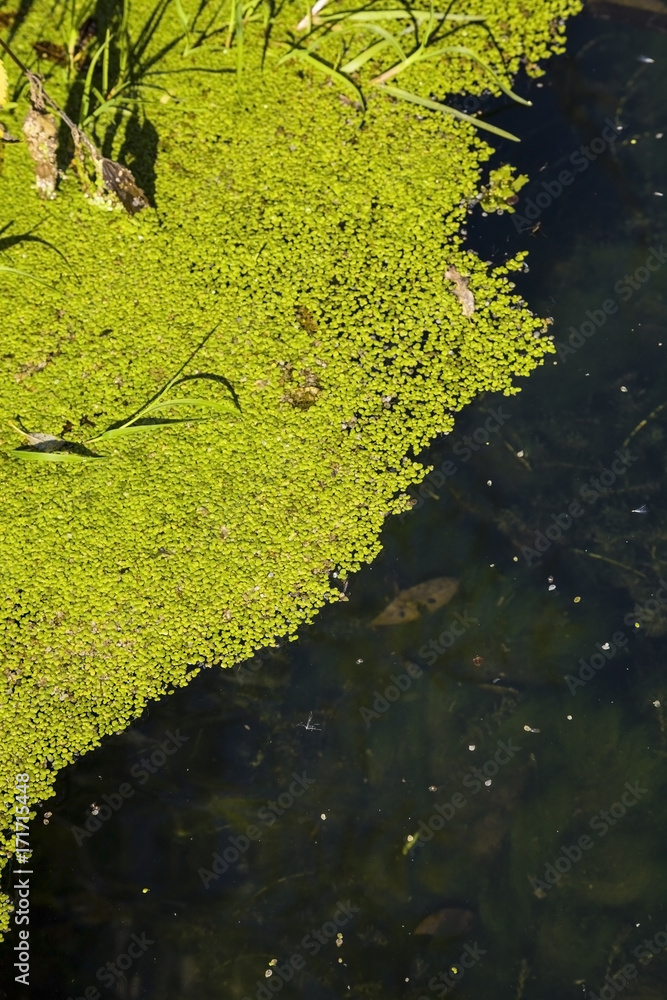 Duckweed on the pond. Duckweed on the pond.