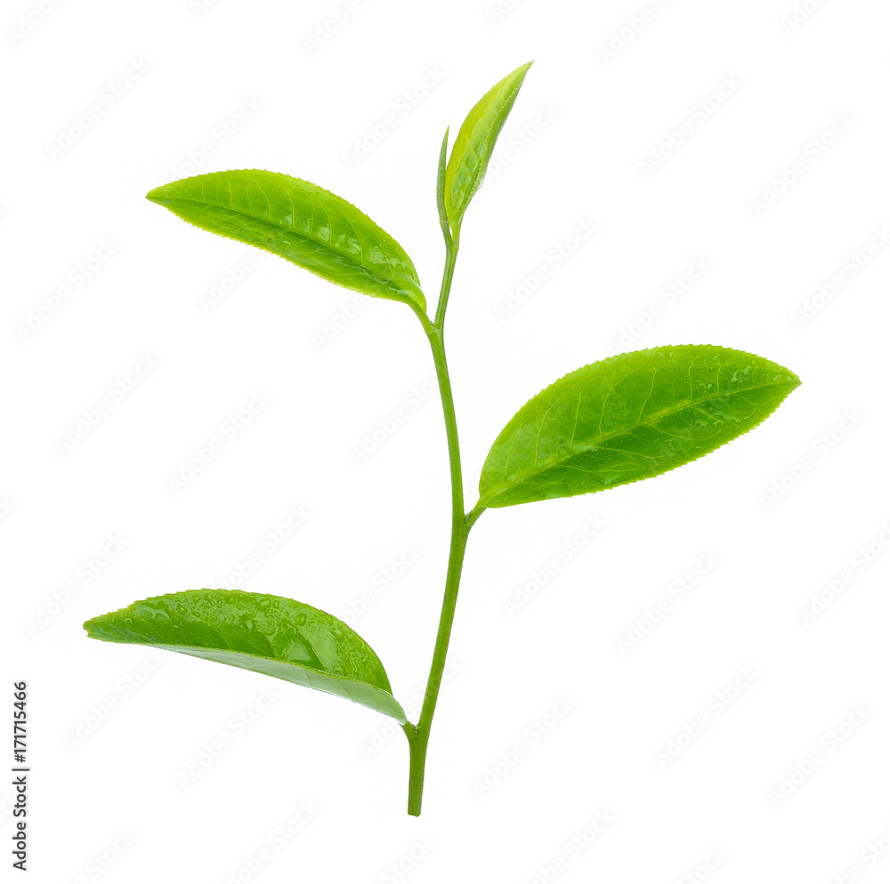 green tea leaf isolated on white green tea leaf isolated on white