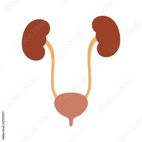 Human urinary bladder system with kidneys, ureters and urethra flat color vector icon for health apps and websites photo