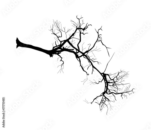 Dry Branch Shape