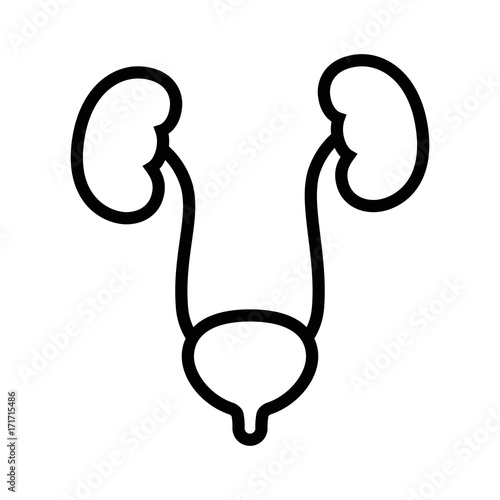 Human urinary bladder system with kidneys, ureters and urethra line art vector icon for health apps and websites