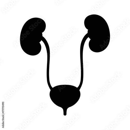 Human urinary bladder system with kidneys, ureters and urethra flat vector icon for health apps and websites