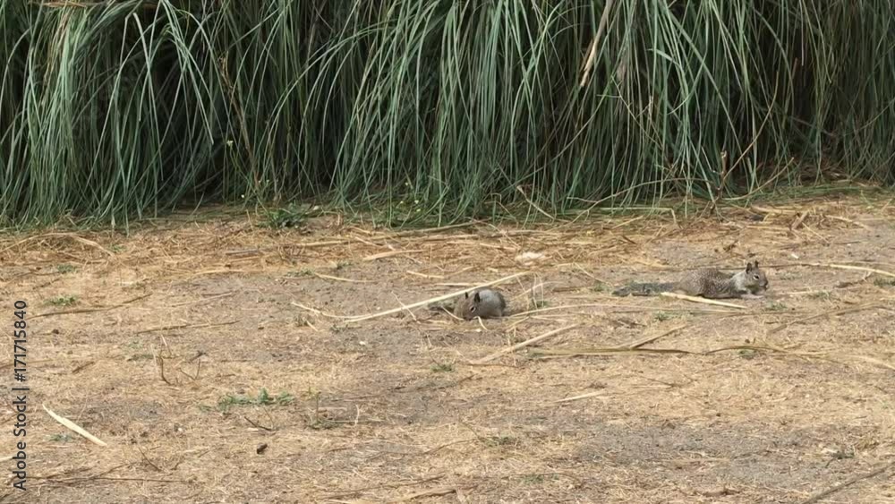 4K HD video of two ground squirrels foraging for food in the dirt near pampas grass. A common, easily observed rodent, normally feed on seeds, such as oats, but also eat insects and various fruits. 4K HD video of two ground squirrels foraging for food in the dirt near pampas grass. A common, easily observed rodent, normally feed on seeds, such as oats, but also eat insects and various fruits.