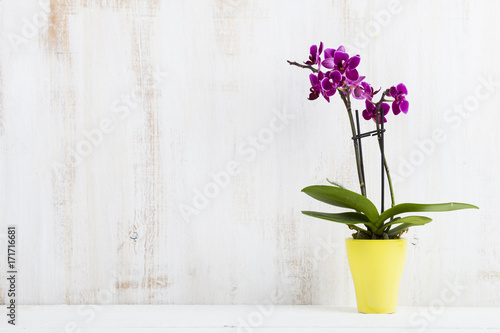 Orchid in pot on a wooden table.
