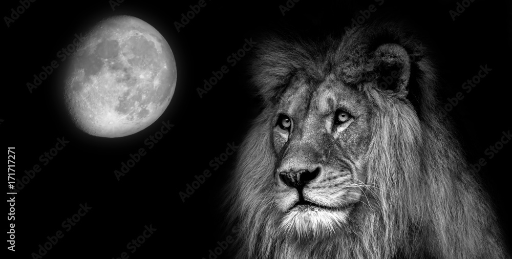 Black  and white portait lion with moon