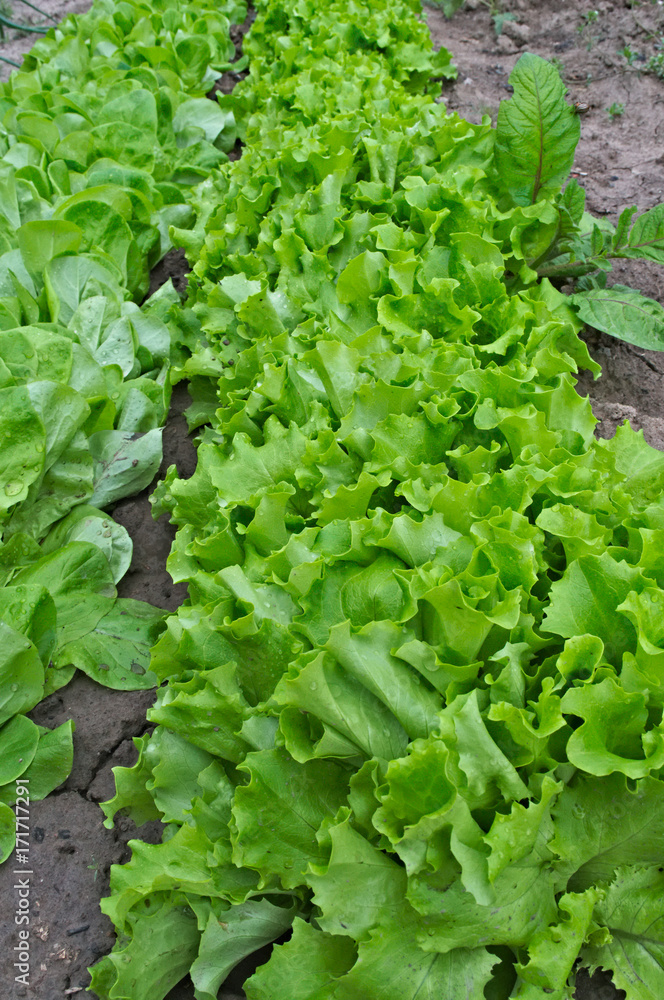 Rows of lettuce growing in garden Rows of lettuce growing in garden