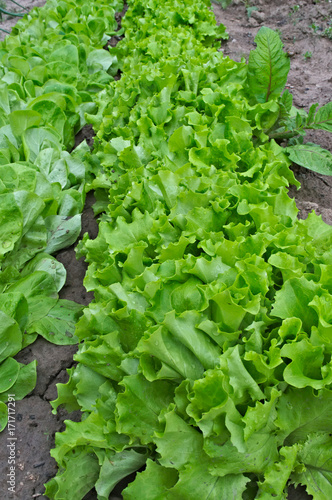 Rows of lettuce growing in garden