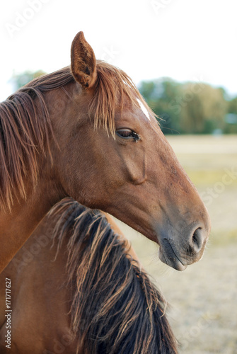 head of a horse © wim
