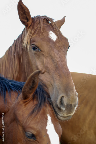 Fototapeta Naklejka Na Ścianę i Meble -  head of a horse
