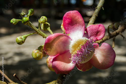 Shorea robusta flower on tree.