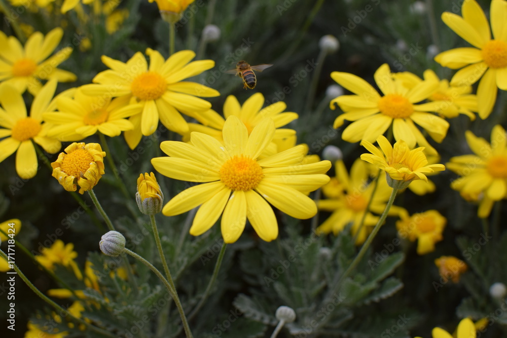 Bees pollinating flowers Bees pollinating flowers
