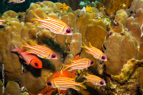 Fish on a reef