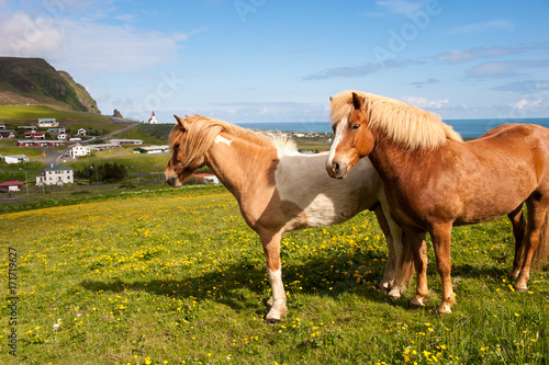Two Icelandic horses on a background of Vik town  Iceland
