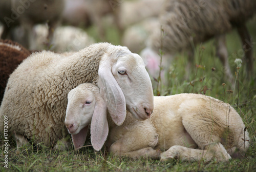 lamb with his mother in the middle of the flock