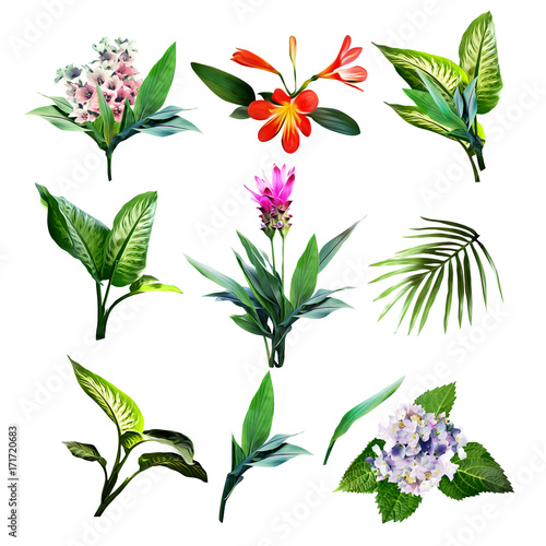 Tropical plants. Watercolor illustration.