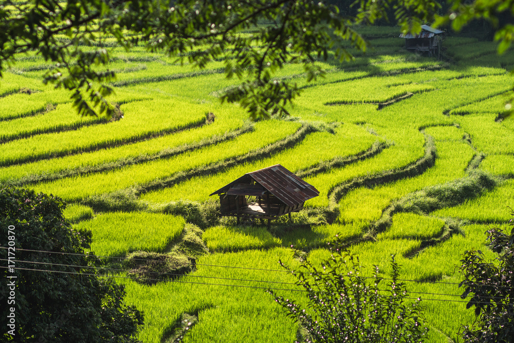 Rice fields in bright nature with evening light hut in the middle of the rice field