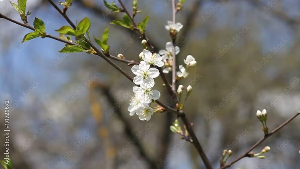 A beautiful white cherry blossoms in the garden. Vivid, fresh spring scenery. A beautiful white cherry blossoms in the garden. Vivid, fresh spring scenery.