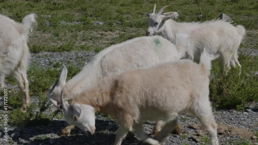 Group of sheep gazing, walking and resting on a green pasture in Altai mountains. Siberia, Russia. Group of sheep gazing, walking and resting on a green pasture in Altai mountains. Siberia, Russia.