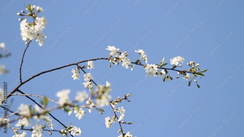 A beautiful white cherry blossoms in the garden. Vivid, fresh spring scenery. A beautiful white cherry blossoms in the garden. Vivid, fresh spring scenery.