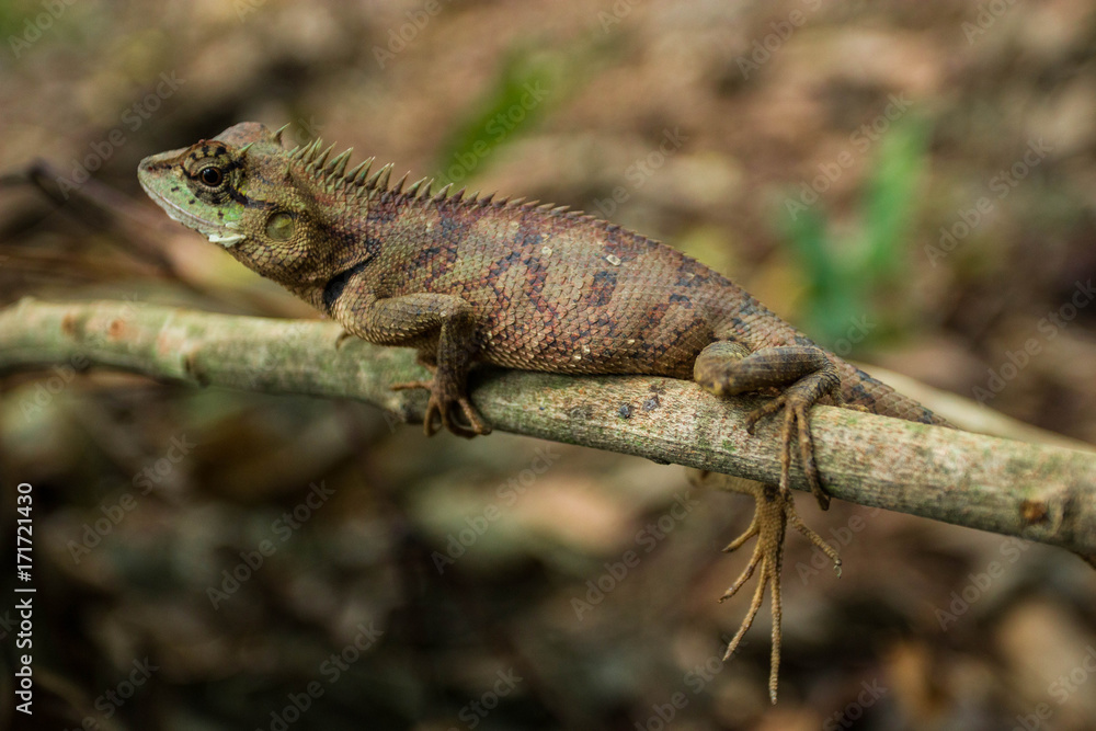 Naklejka premium Close up thai chameleon on tree branch of Thailand.