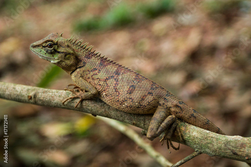 Close up thai chameleon on tree branch of Thailand.