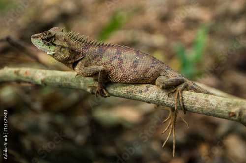 Close up thai chameleon on tree branch of Thailand.
