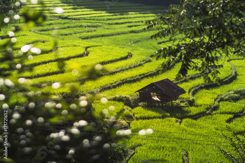 Rice fields in bright nature with evening light hut in the middle of the rice field