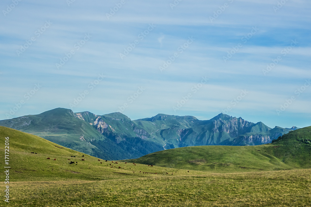 A cow is pasturing on green lush meadow in Alps Mountains. Auvergne-Rhone-Alpes. France.