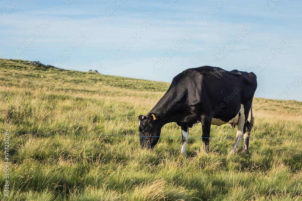 Fototapeta premium A cow is pasturing on green lush meadow in Alps Mountains. Auvergne-Rhone-Alpes. France.