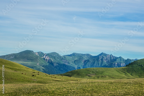 A cow is pasturing on green lush meadow in Alps Mountains. Auvergne-Rhone-Alpes. France.