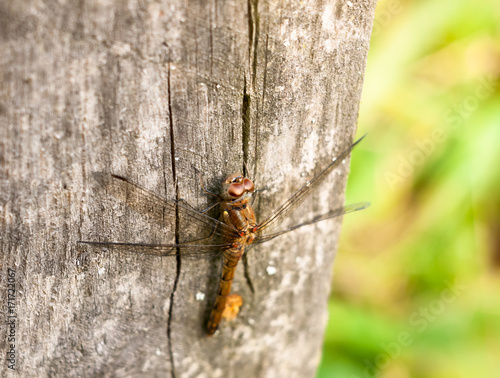 macro close up of dragon fly on wooden background post sympetrum striolatum