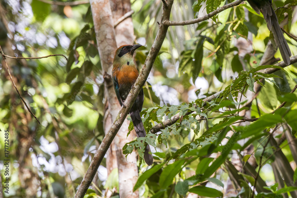 Juruva-verde (Baryphthengus ruficapillus) | Rufous-capped Motmot photographed in Linhares, Espírito Santo - Southeast of Brazil. Juruva-verde (Baryphthengus ruficapillus) | Rufous-capped Motmot photographed in Linhares, Espírito Santo - Southeast of Brazil.