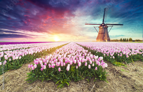 Landscape with tulips, traditional dutch windmills and houses near the canal in Zaanse Schans, Netherlands, Europe