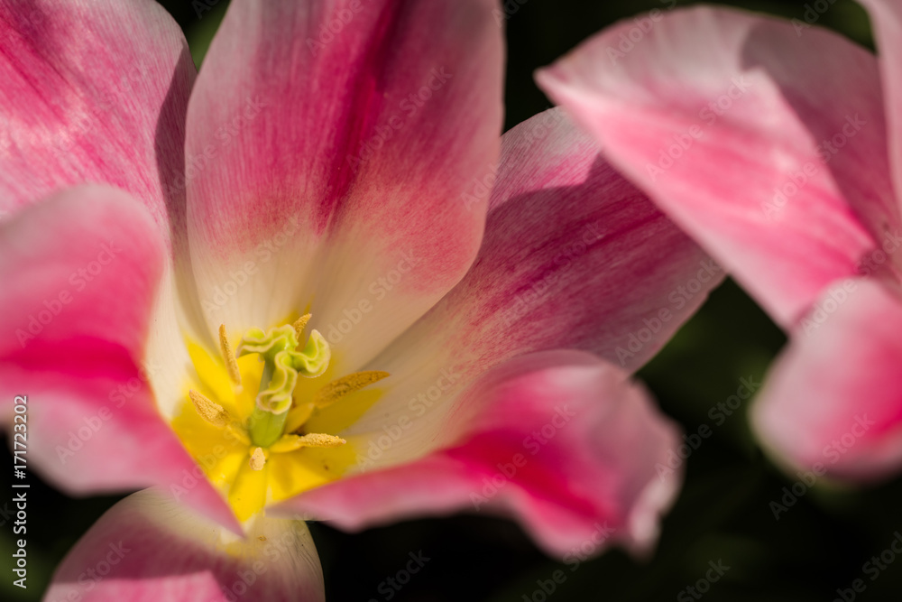 Spring Tulips Spring Tulips