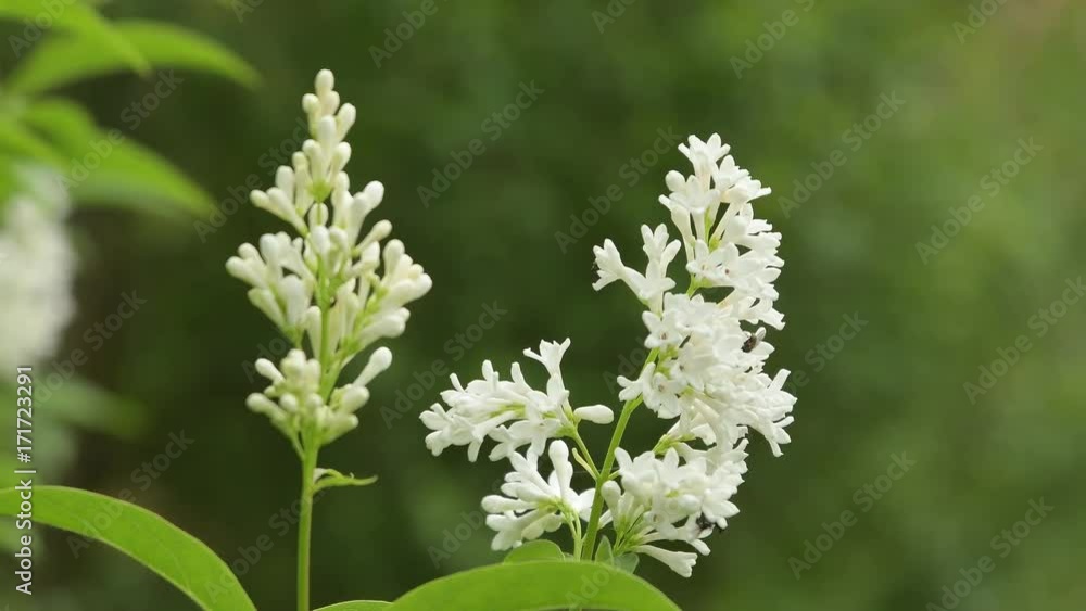 White flower in the garden with a fly White flower in the garden with a fly