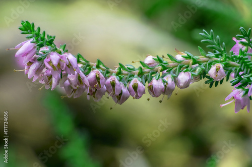 Calluna vulgaris