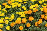 marigolds flowers in different colors