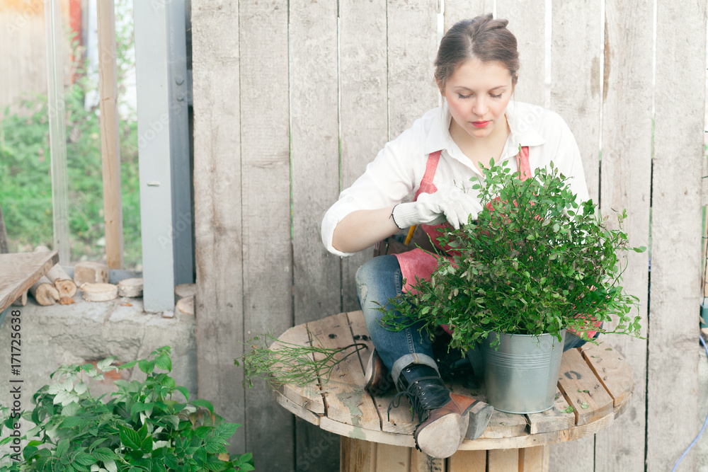 Young cute lady working at the greenhouse wearing pink linen apron, white gloves and leather belt with florist tools Young cute lady working at the greenhouse wearing pink linen apron, white gloves and leather belt with florist tools