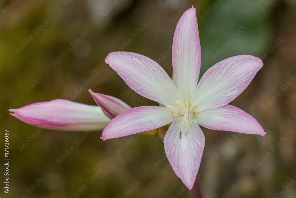 fresh flower on plant in garden