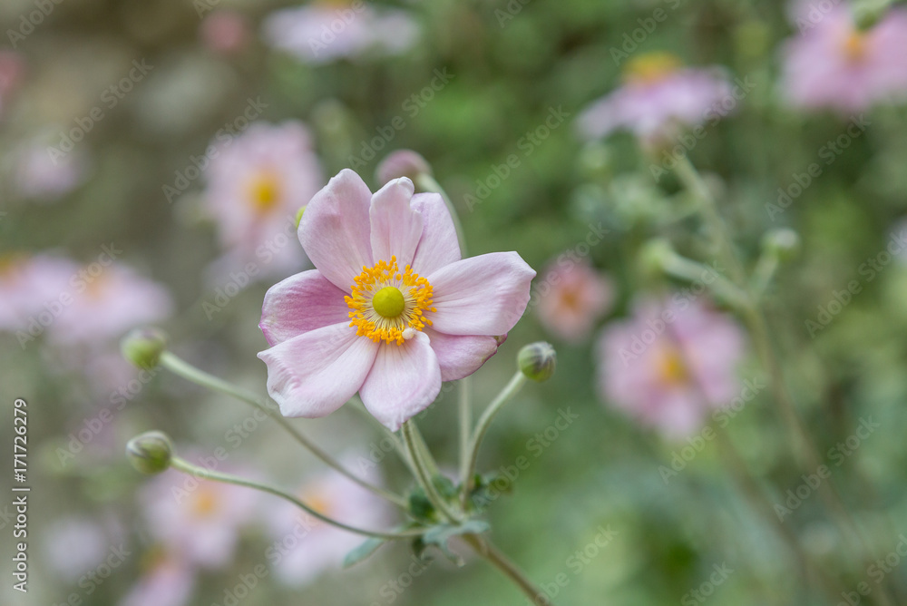 fresh flower on plant in garden fresh flower on plant in garden