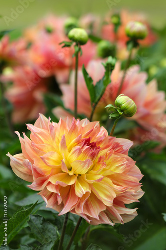 Fototapeta Naklejka Na Ścianę i Meble -  Dahlie - Dahlia - Riesnschmuckdahlie  Sorte Papageno  Blüten und Knospen