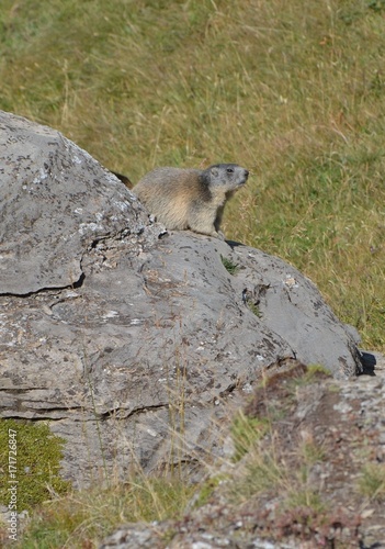 Marmotte dans le Parc National de la Vanoise  Alpes Fran  aises