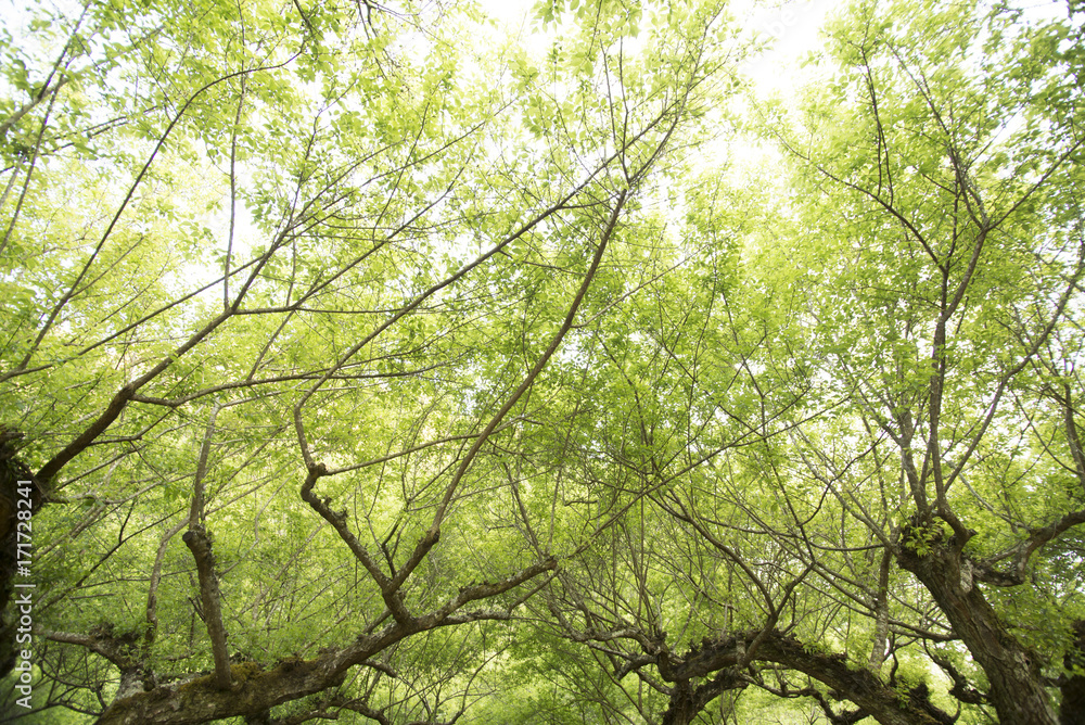 with plum trees orchard on doi angkhang, with plum trees orchard on doi angkhang,