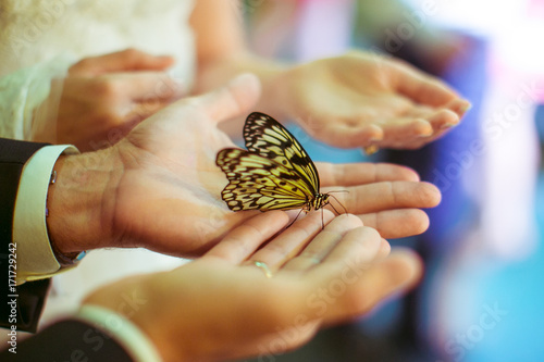 Bride and groom hold butterfly in their hands