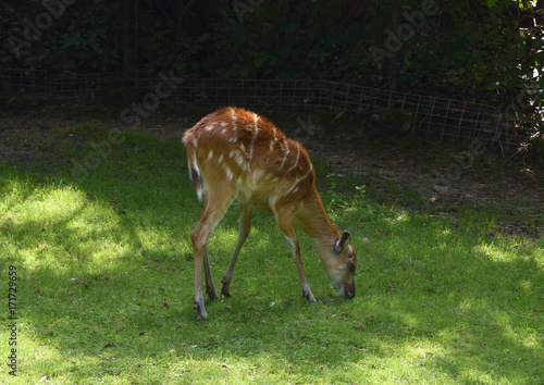 Fototapeta Naklejka Na Ścianę i Meble -  Jelonki