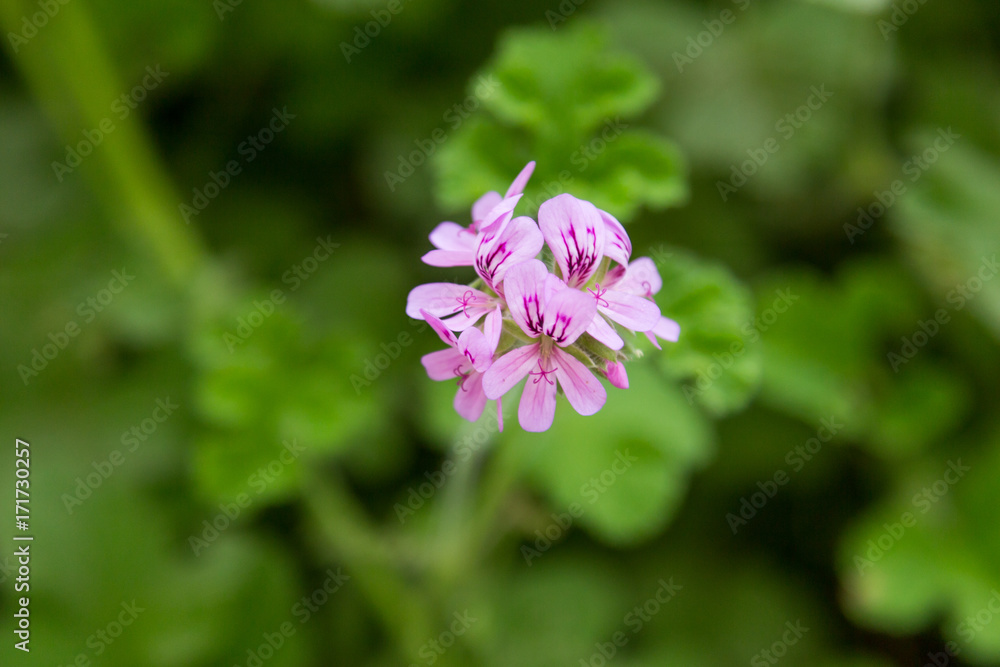 geranium flower on plant in garden