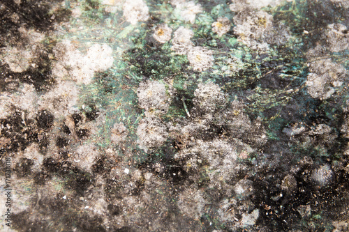 Mold texture close-up background